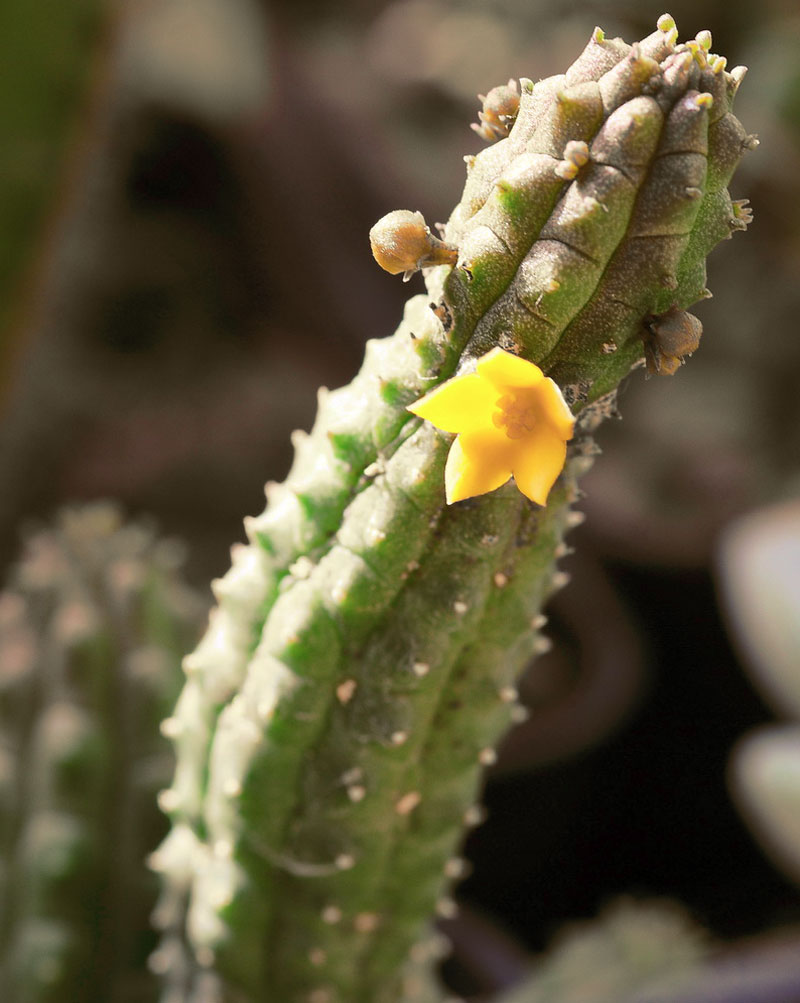 Echidnopsis cereiformis